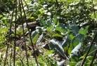 Mungay Creekpermaculture-1.jpg; ?>